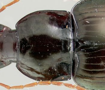 Media type: image;   Entomology 22008 Aspect: pronotum dorsal